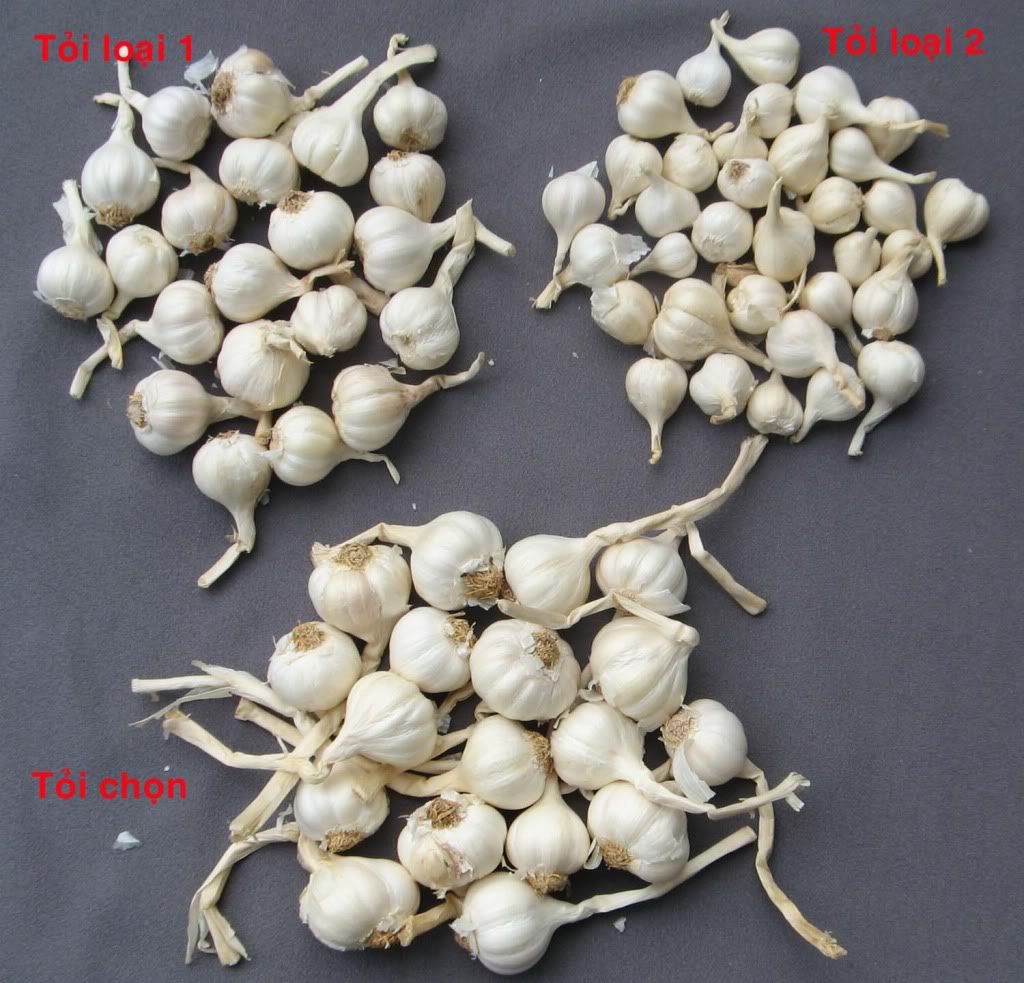 tỏi h&agrave; nội l&yacute; sơn phan rang - khai thong tam mach