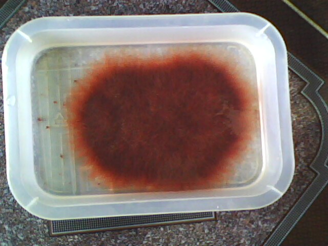 b&agrave;i thuốc chữa bệnh động kinh, giựt kinh phong