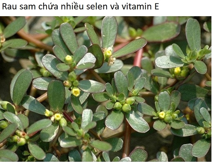 Rau sam đấy có tác dụng ngừa ung thư, tăng để kháng cho cơ thể bởi chứa nhiều selen và vitamin E - Y khoa Kim Minh