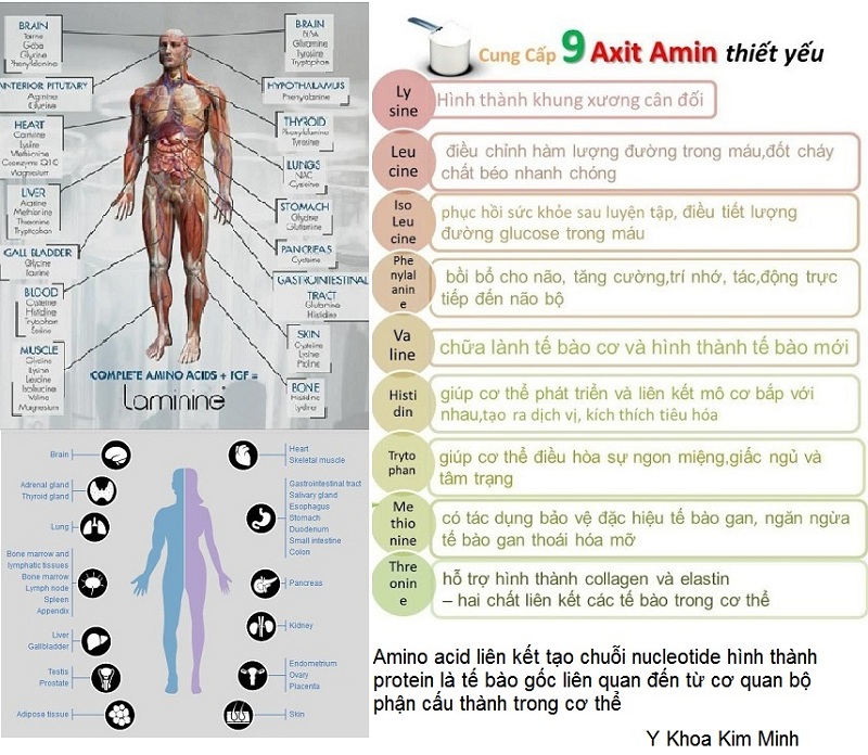 Thiếu hụt collagen gây lão hóa, cần phải cung cấp nguồn collagen từ bên ngoài Y Khoa Kim Minh