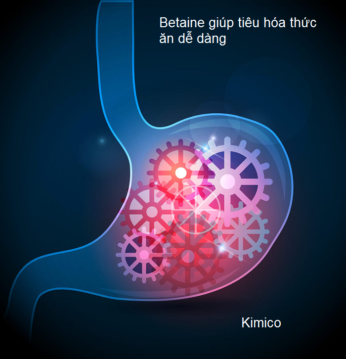 Betaine giúp hỗ trợ hệ tiêu hóa mạnh khỏe Y Khoa Kim Minh