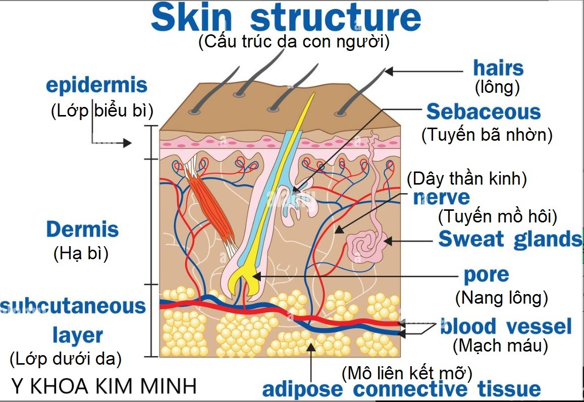 Cấu trúc da con người, mô hình da 3D