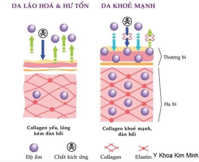 Cang da mat tre hoa da cong nghe cang chi vang 4D Ultra Vlift Han quoc Y Khoa Kim Minh