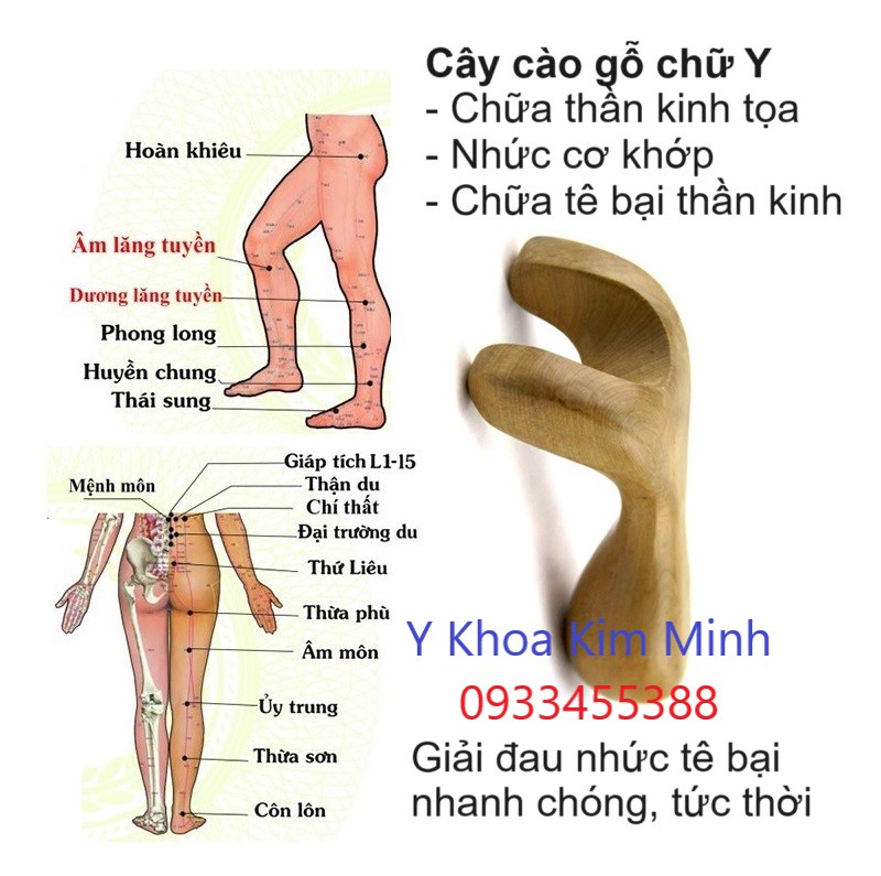 Cây cào gỗ chữ Y điều trị đau thần kinh tọa hiệu quả