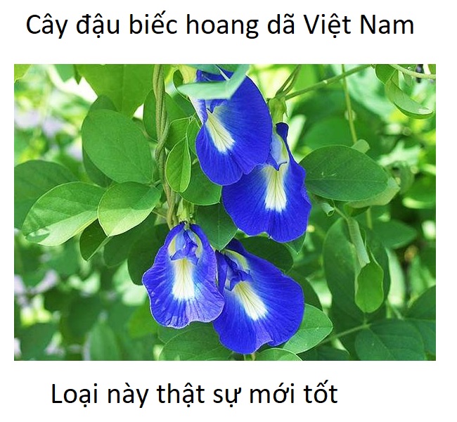 Thân dây và lá cây đậu biếc hoang dã Việt Nam mới có công dụng chữa bệnh bệnh viêm phụ khoa và lao phổi - Y Khoa Kim Minh Giống cây đậu biếc chữa bệnh phụ khoa và lao phổi - Y Khoa Kim Minh