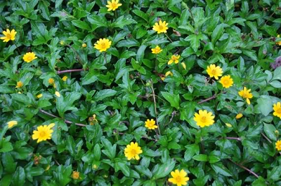 Cây sài đất giã nhuyễn + rai trai chữa tai biến đột quỵ - Y khoa Kim Minh