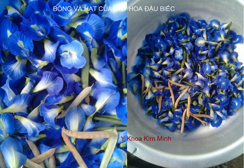 Hoa và hạt của cây đậu biếc - Y khoa Kim Minh Cây và hạt của cây hoa đậu biếc - Y khoa Kim Minh