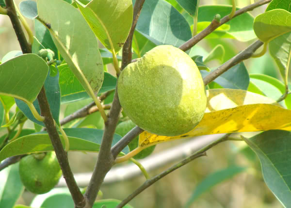 Cay binh bat chua benh tri noi tri ngoai Y Khoa Kim Minh
