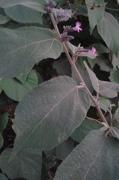 Chữa trị bệnh gan thời kỳ cuối bằng cây an xoa