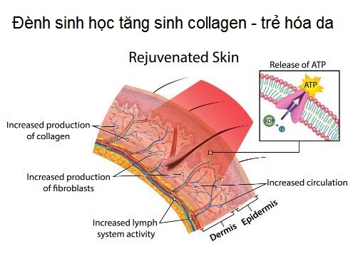 Cong dung cua den anh sang sinh hoc bio led hong ngoai giup tang sinh collagen elastin tre hoa da Y khoa Kim Minh