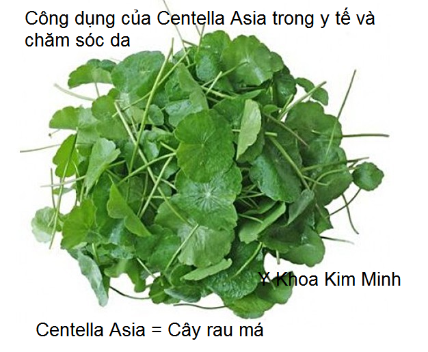 Cong dung cua chiet xuat centella asia cay rau ma trong y te va cham soc da kim Minh