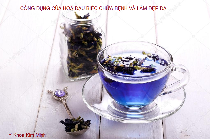 Công dụng chữa tiểu đường và viêm xoang của cây hoa đậu biếc - Y khoa Kim Minh Công dụng của hoa đậu biếc chữa tiểu đường và trị viêm xoang - Y khoa Kim Minh