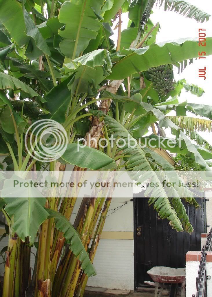 c&acirc;y chuối hột