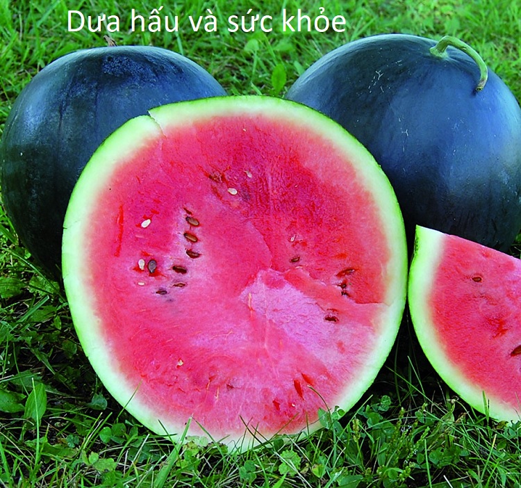 Ăn dưa hấu nhiều có thể gây bệnh cho sức khỏe - Y khoa Kim Minh