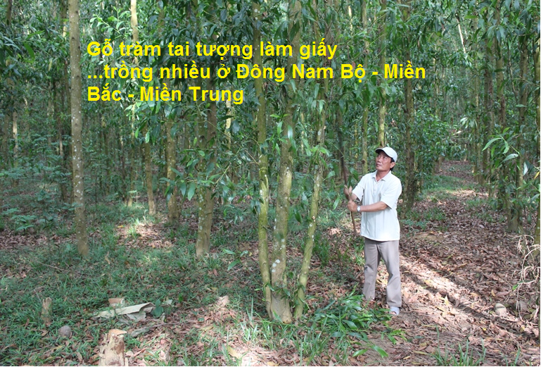 Go lam giuong massage ban tai thi truong go tram tai tuong lam giay