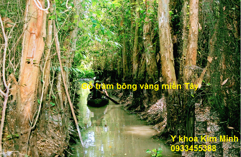 Go lam giuong massage - go cay tram bong vang mien Tay - Kim Minh