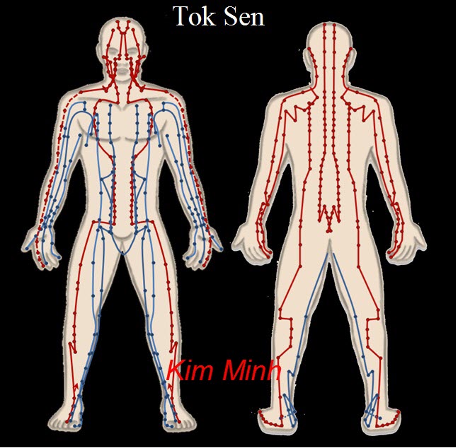 Các huyệt đạo chữa bệnh bằng bộ gõ Tok Sen - Y Khoa Kim Minh