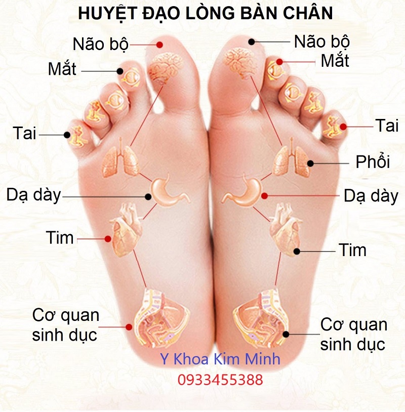 Sơ đồ huyệt đạo lòng bàn chân khi được xông ngải cứu