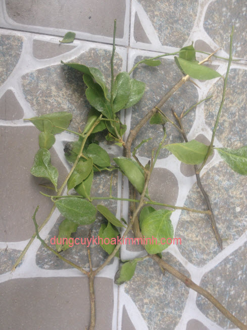 Chữa suy thận từ b&agrave;i thuốc ở Ph&ugrave; Mỹ B&igrave;nh định