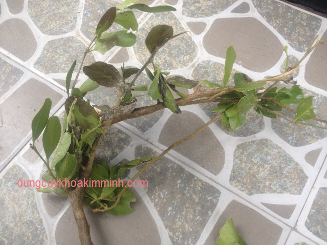 C&acirc;y qu&yacute;t rừng cam rừng KIM MINH