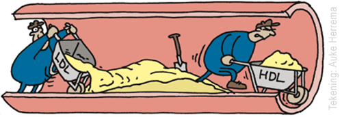 Sự h&igrave;nh th&agrave;nh giữa Cholesterol HDL v&agrave; Cholesterol LDL