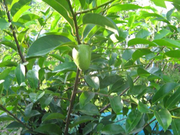 La binh bat hay con goi la ban oi chua tri noi tri ngoai Y khoa Kim Minh