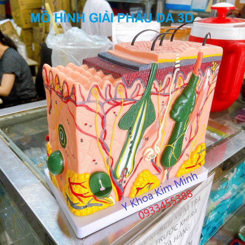 Mô hình giải phẫu da 3D bán ở Y khoa Kim Minh