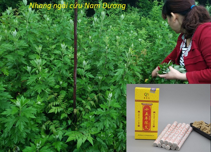 Nhang ngai cuu Nam Duong 1.8x20cm bai tai Tp Ho Chi Minh - Y Khoa Kim Minh