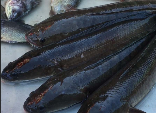 Lấy nước nhớt từ miệng 3 con cá lóc còn sống chữa bệnh tai biến đột quỵ - Y Khoa Kim Minh