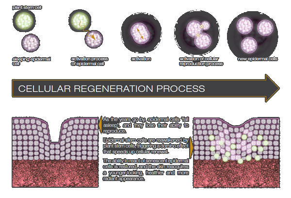 Serum te bao gocc tao xanh thuy sy tai tao lien ket bieu bi collagen tre hoa tai tao da