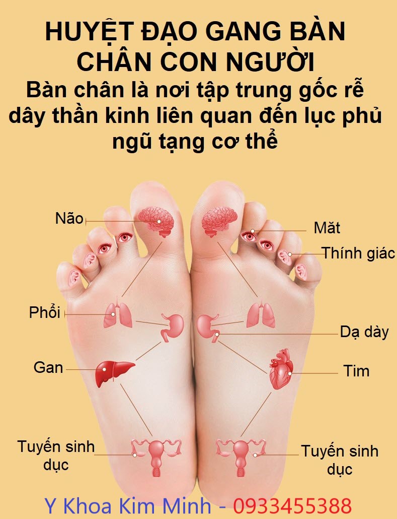 Sơ đồ huyệt bàn chân con người
