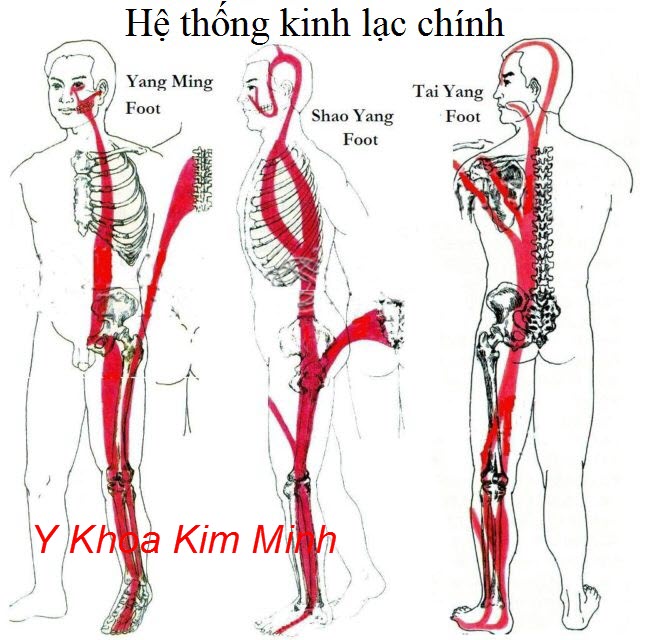 Sơ đồ kinh mạch chính của con người liên quan đến huyệt đạo bàn chân - Y Khoa Kim Minh