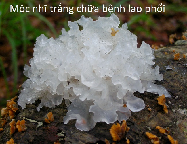 Chữa trị lao phổi bằng nấm mọc nhĩ trắng - Y Khoa Kim Minh Chữa bệnh lão phổi bằng nấm mộc nhĩ trắng - Y Khoa Kim Minh