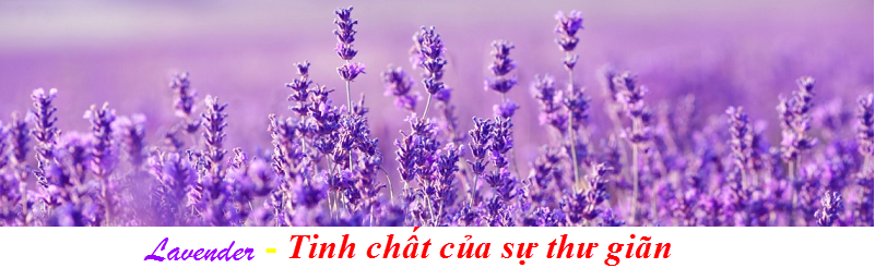 Tinh dau lavender spa - Y khoa Kim Minh Tinh chât lavender dung massage body - Y khoa Kim Minh