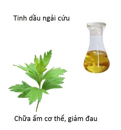 Tinh dầu ngải cứu chữa phong, làm ấm, trị đau cột sống viêm khớp - Y khoa Kim Minh Tinh dầu ngải cứu làm ấm, giảm phong, chữa bệnh, giảm đau khớp, chữa đau cột sống - Y khoa Kim Minh