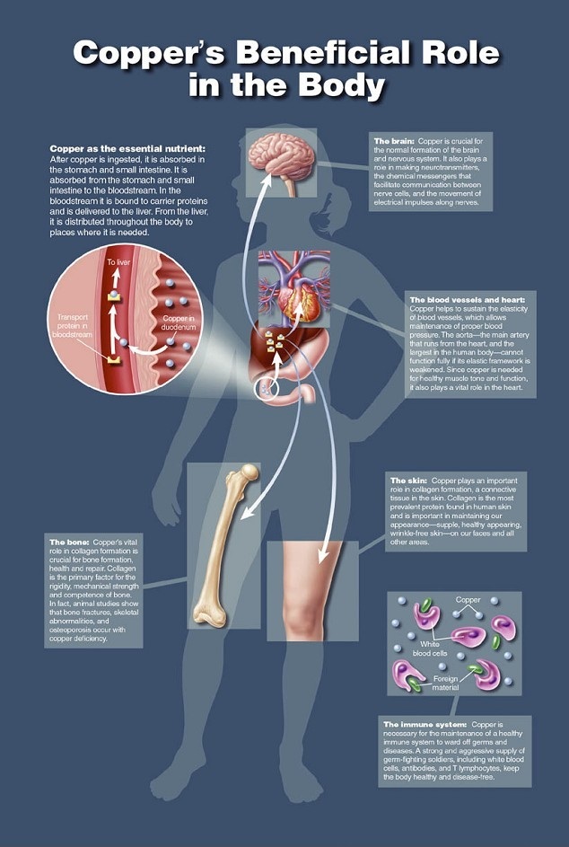 Vai tr&ograve; của Đồng đối với cơ thể