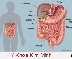 Vai tr&ograve; của Kali đối với sức khỏe cơ thể