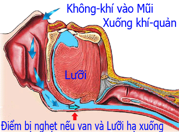 meo chua ngay khi ngu