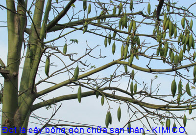 chữa sạn thận bằng lá non cây bông gòn Y Khoa Kim Minh