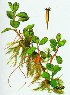 Cây thuốc chữa trị bướu cổ u ác tính Y Khoa Kim Minh