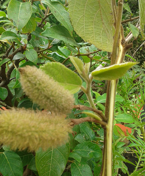 Chua benh xo gan co chuong bang cay an xoa