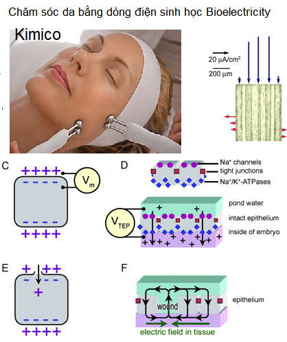 Cham soc da bang cong nghe dien sinh hoc bioelectricity tang sinh collagen tre hoa tai tao da Y khoa Kim Minh