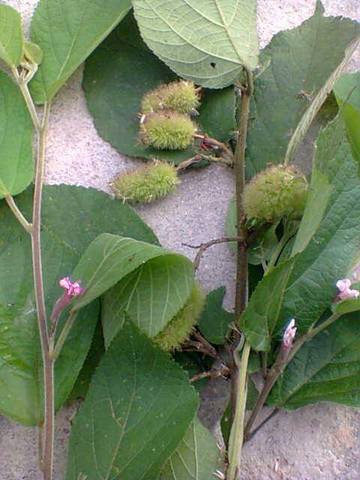 Chữa trị bệnh gan, u gan, xơ gan, ung thư gan bằng cây an xoa