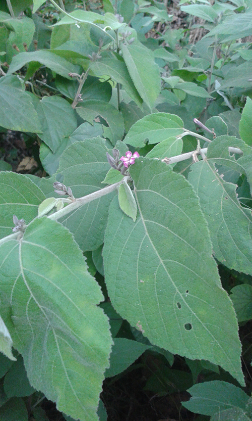 Cân An xoa mọc ở Bình Phước có tác dụng điều trị gan tuyệt vời