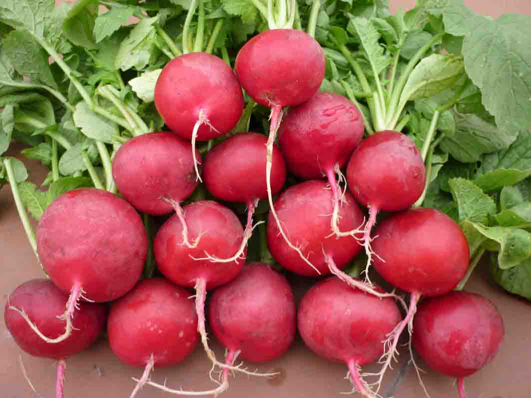 củ cải đường tốt cho gan thận và tiêu hóa