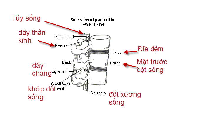 Cấu tạo c&ocirc;t sống v&agrave; đĩa đệm