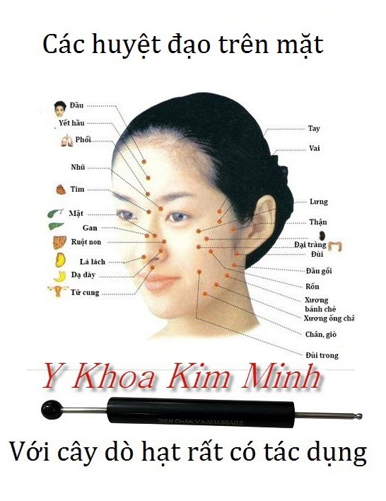 Cây dò hạt có tác dụng gì