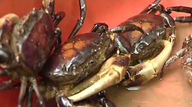 chữa gut, bệnh gout