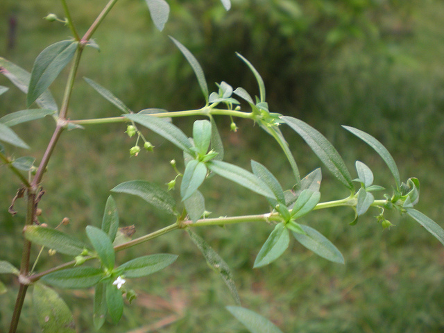 cây thuốc chữa bệnh ung thư, bách hoa xà thiệt thảo