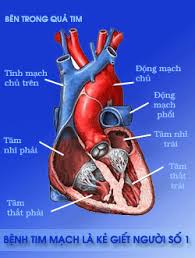 may do huyet ap, máy đo huyết áp